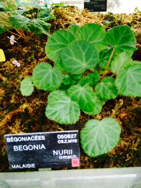 B. nurii